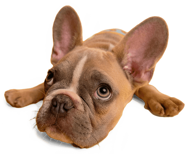 404-pup.png